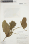 Piper acutifolium image