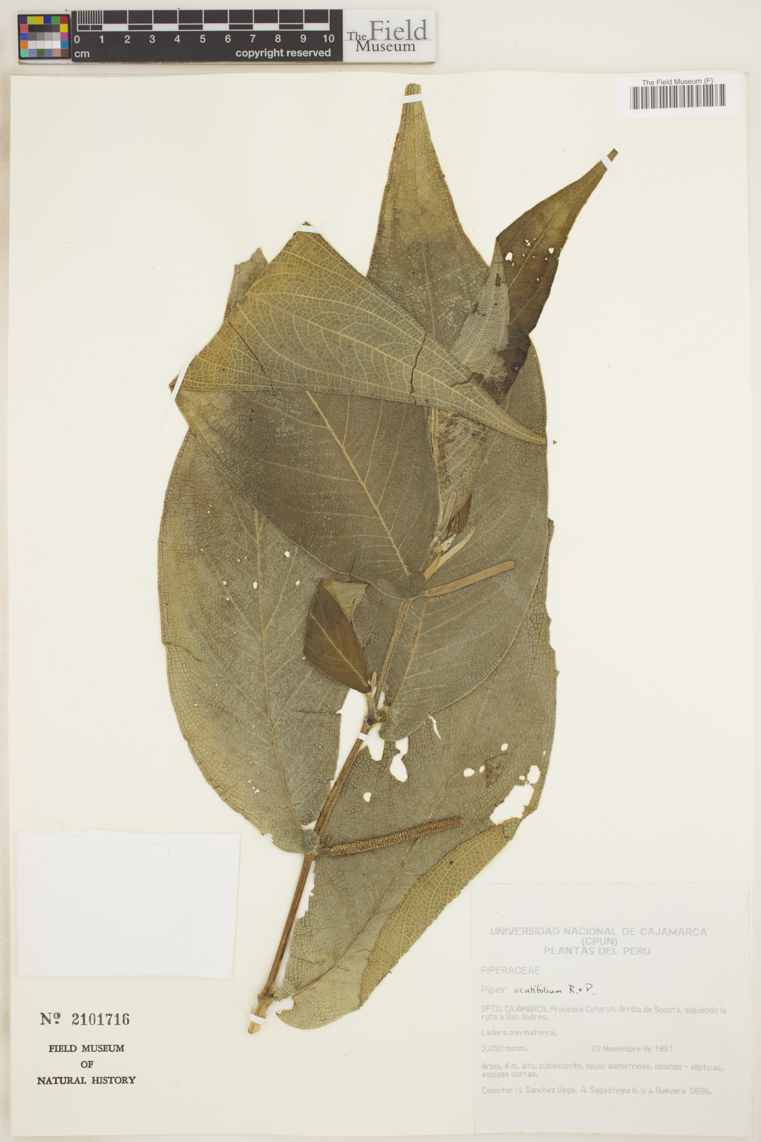 Piper acutifolium image