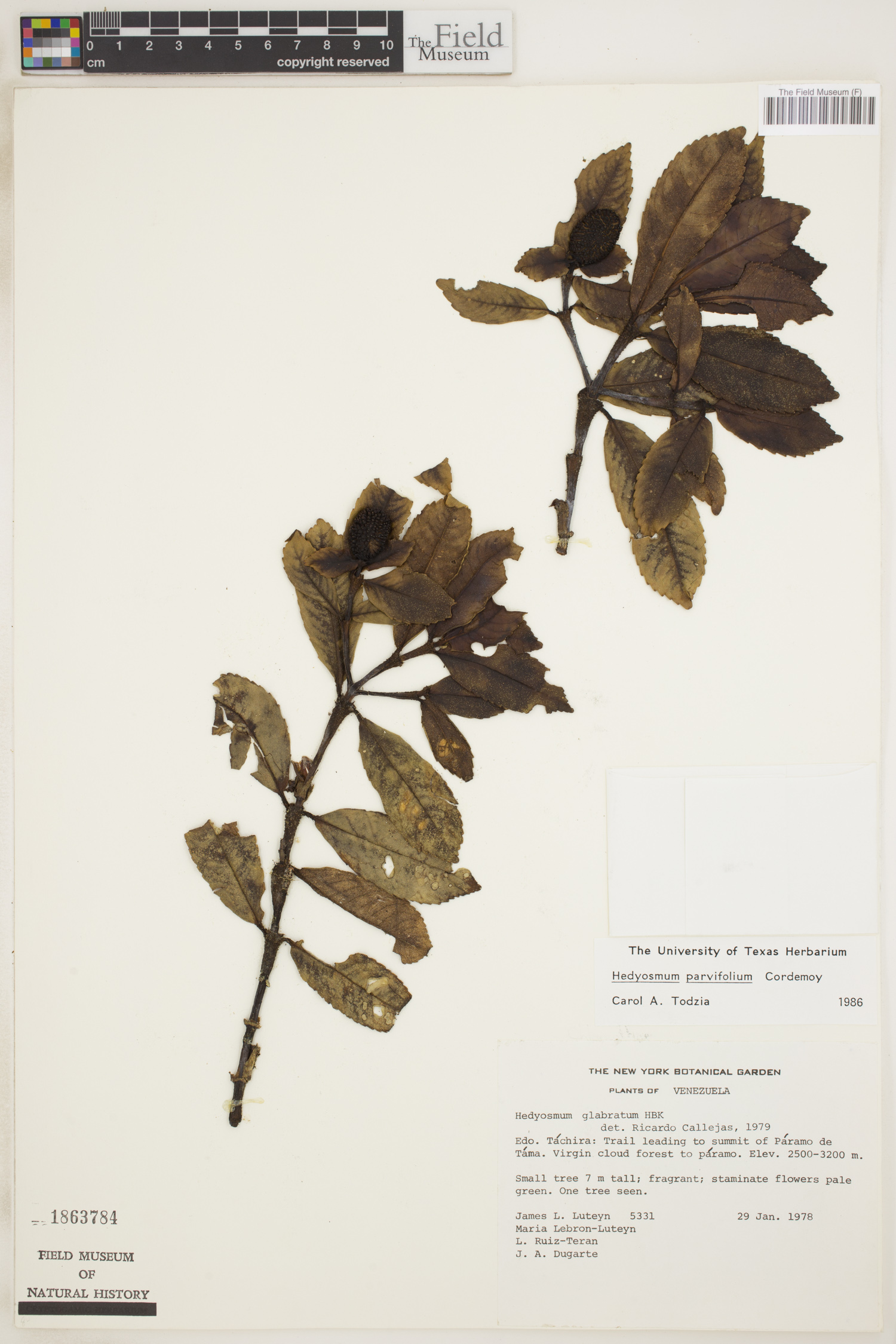 Hedyosmum parvifolium image