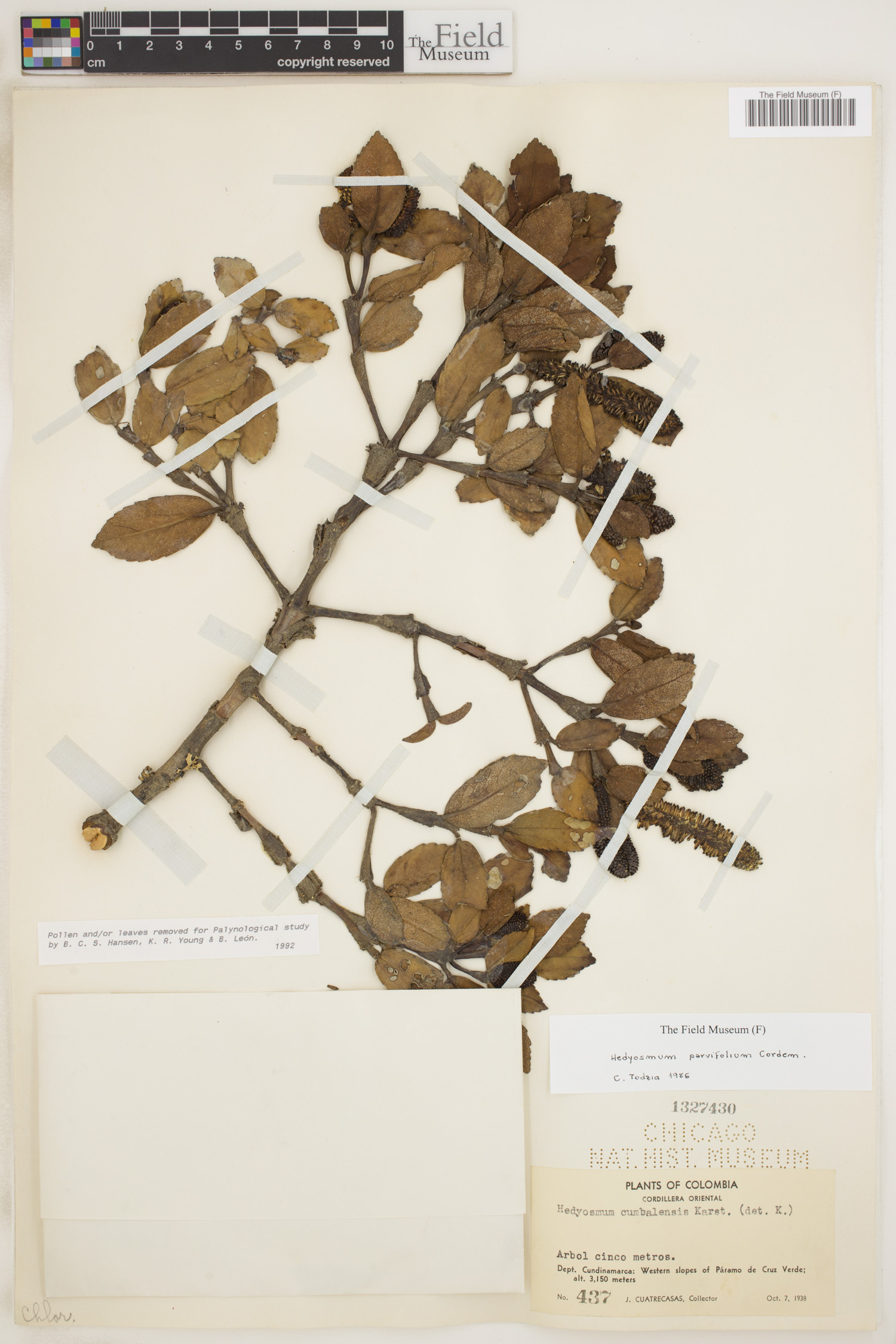 Hedyosmum parvifolium image