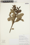 Hedyosmum dombeyanum image