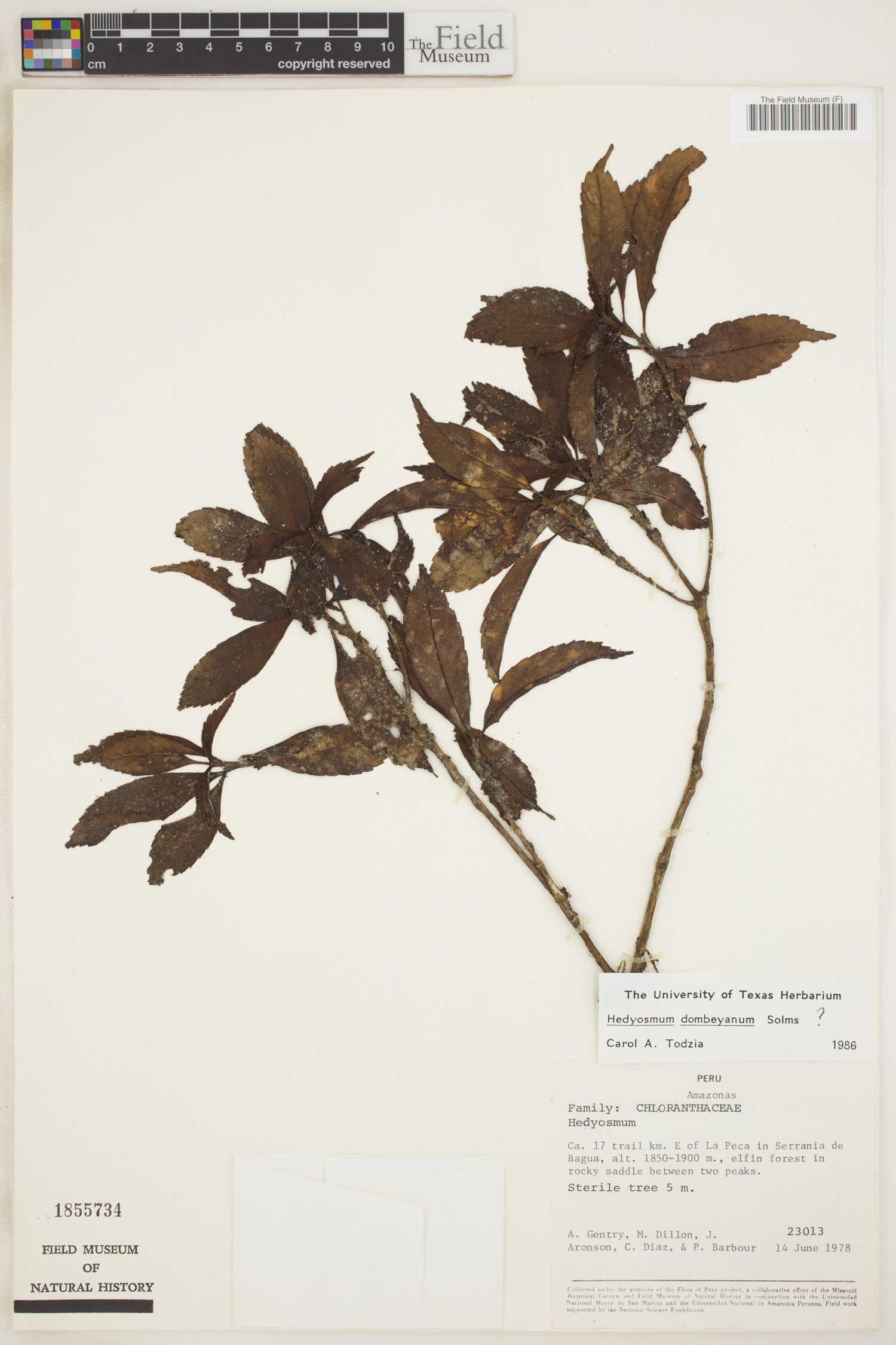 Hedyosmum dombeyanum image