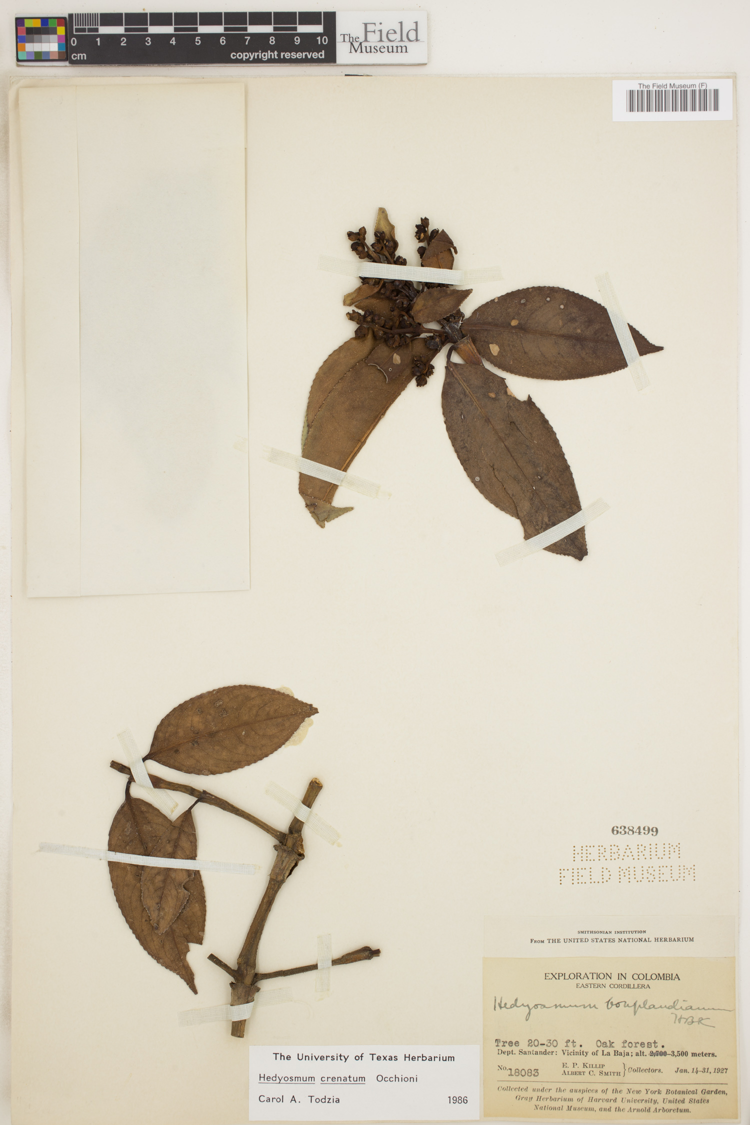 Hedyosmum crenatum image