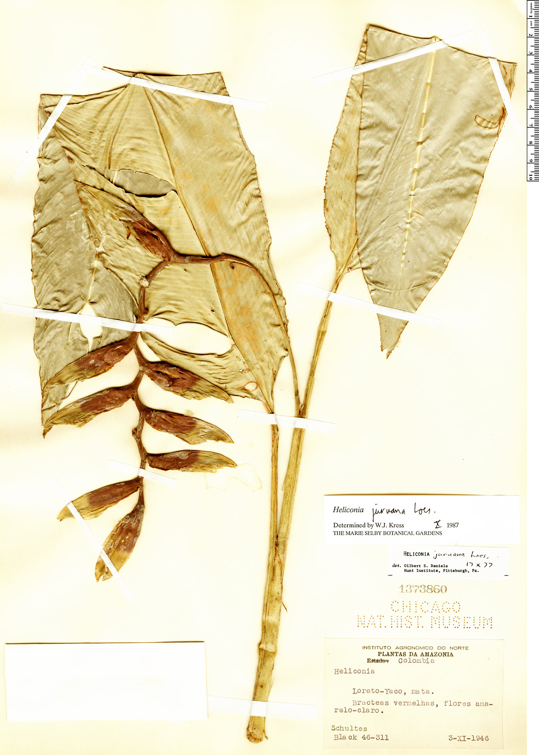 Heliconia juruana image
