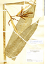 Heliconia acuminata image