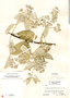Tetrapterys argentea image