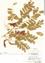Myrospermum frutescens image