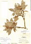 Gentlea micranthera image