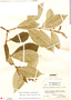 Heteropterys obovata image