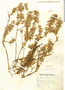 Gochnatia glutinosa image