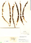Bactris gasipaes image