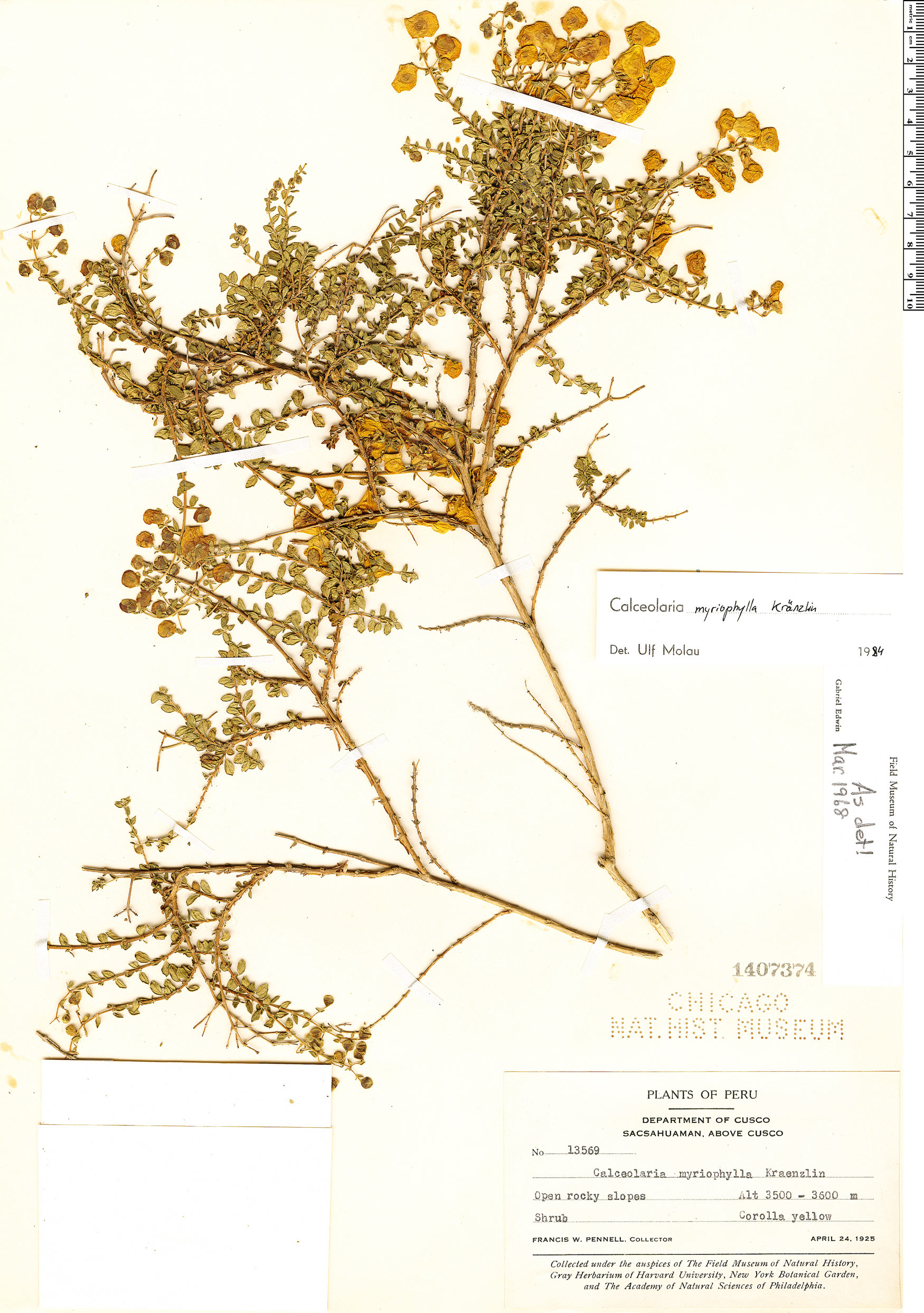 Calceolaria myriophylla image