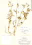 Calceolaria tenuis image