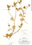 Calceolaria lobata image