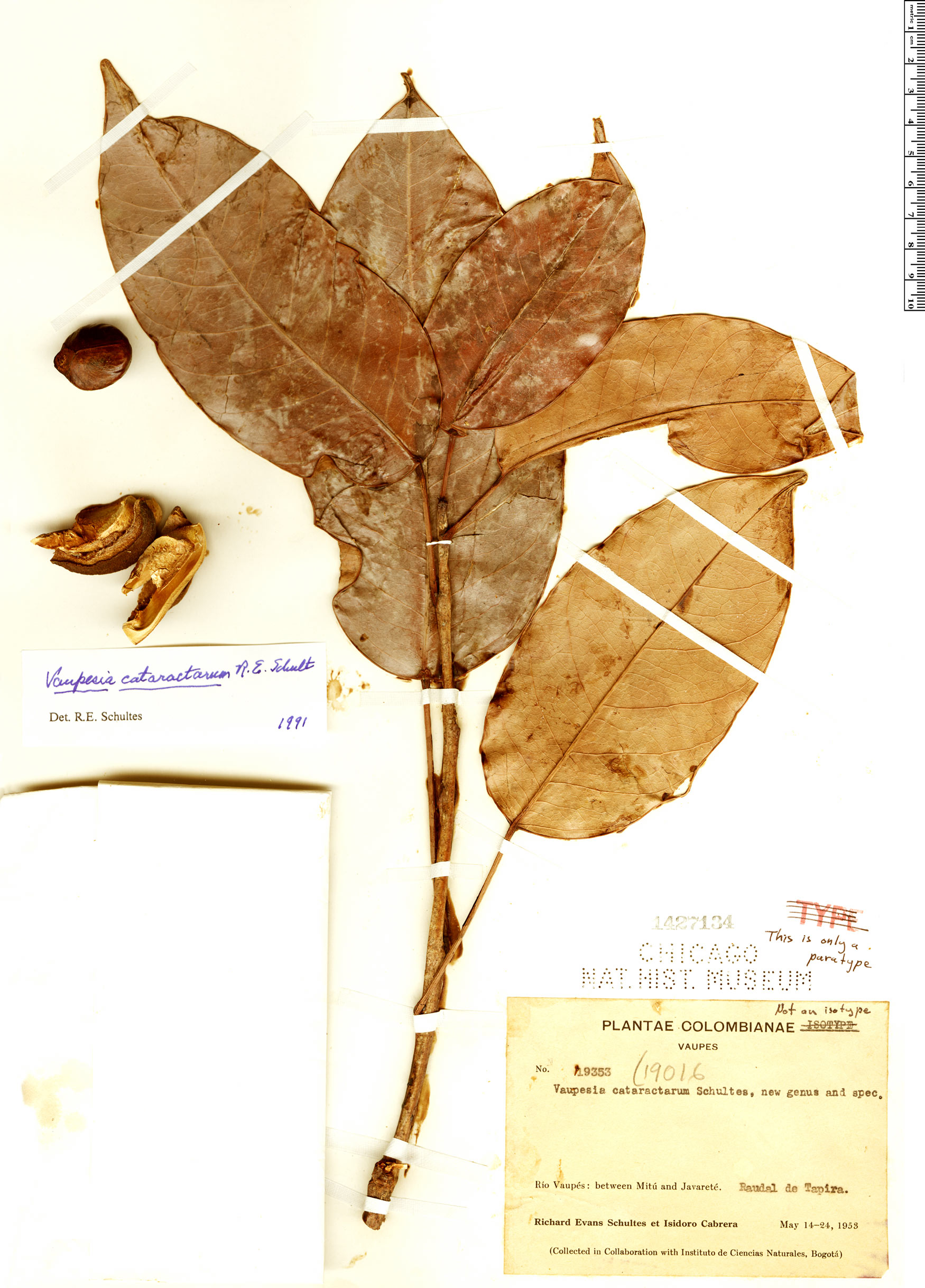 Vaupesia cataractarum image