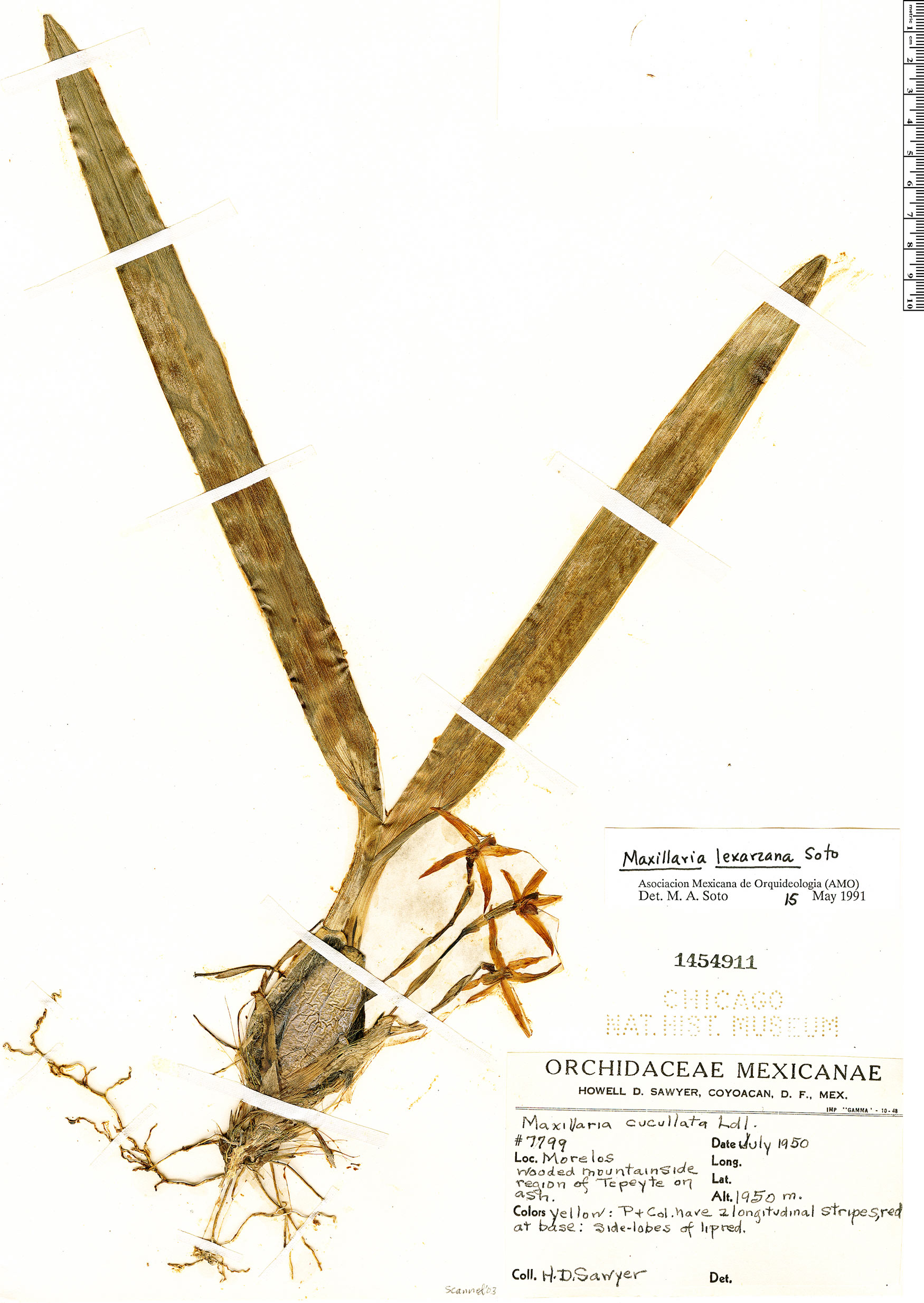 Maxillaria lexarzana image