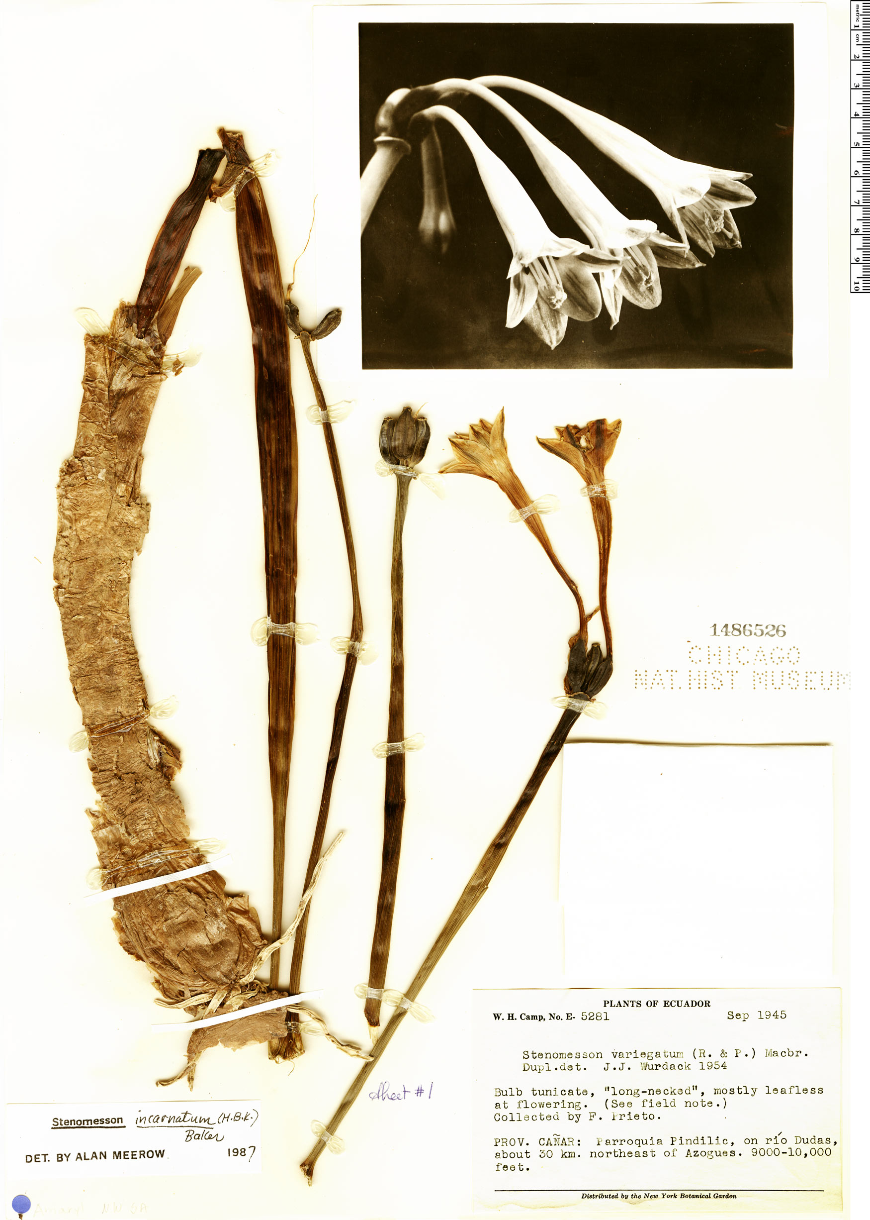Clinanthus incarnatus image