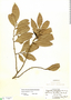 Duguetia salicifolia image