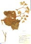Begonia cyathophora image