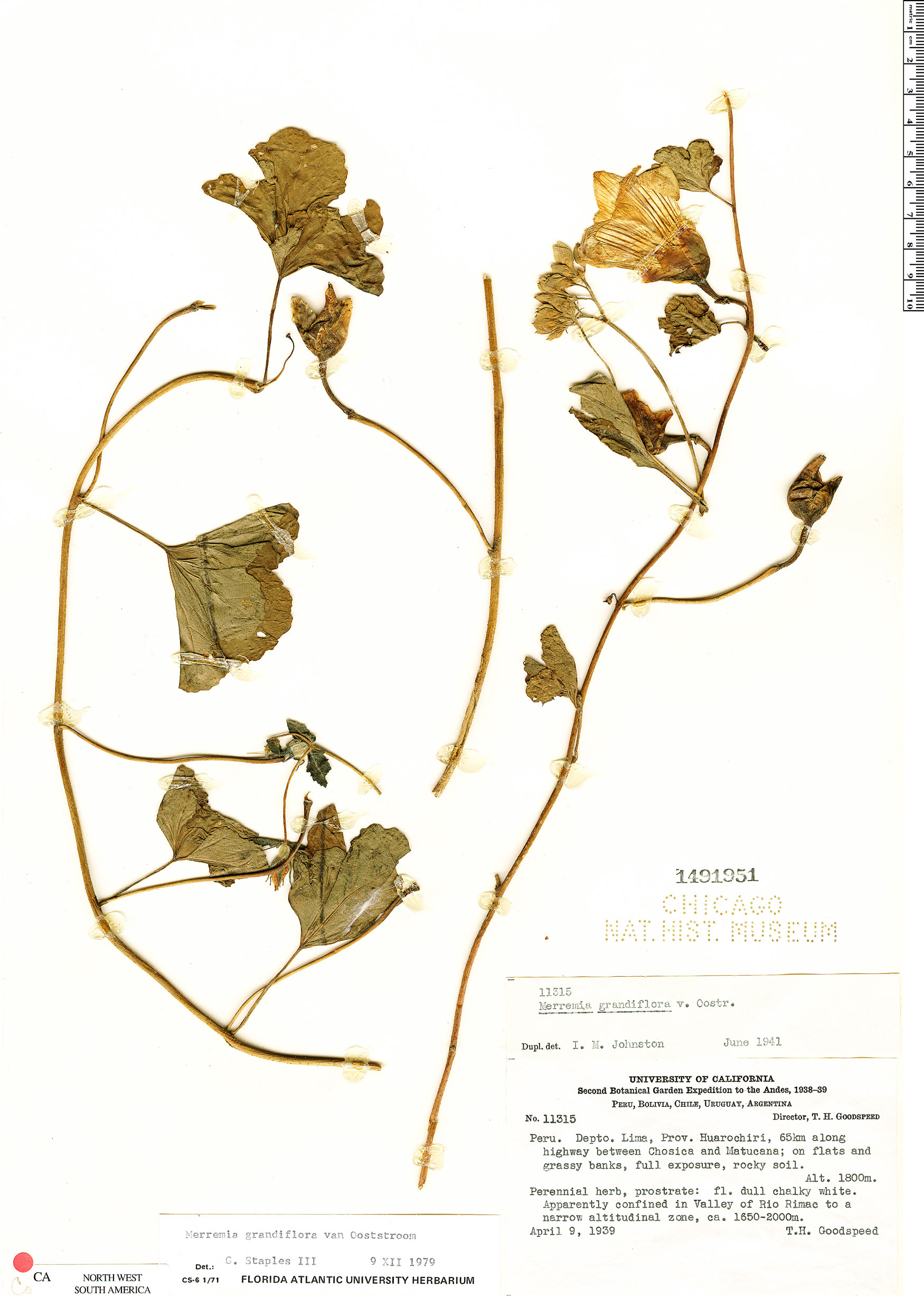 Merremia grandiflora image