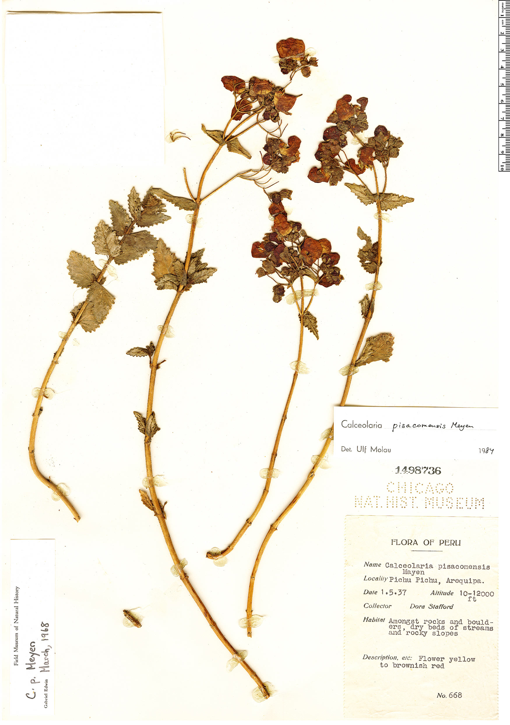 Calceolaria pisacomensis image