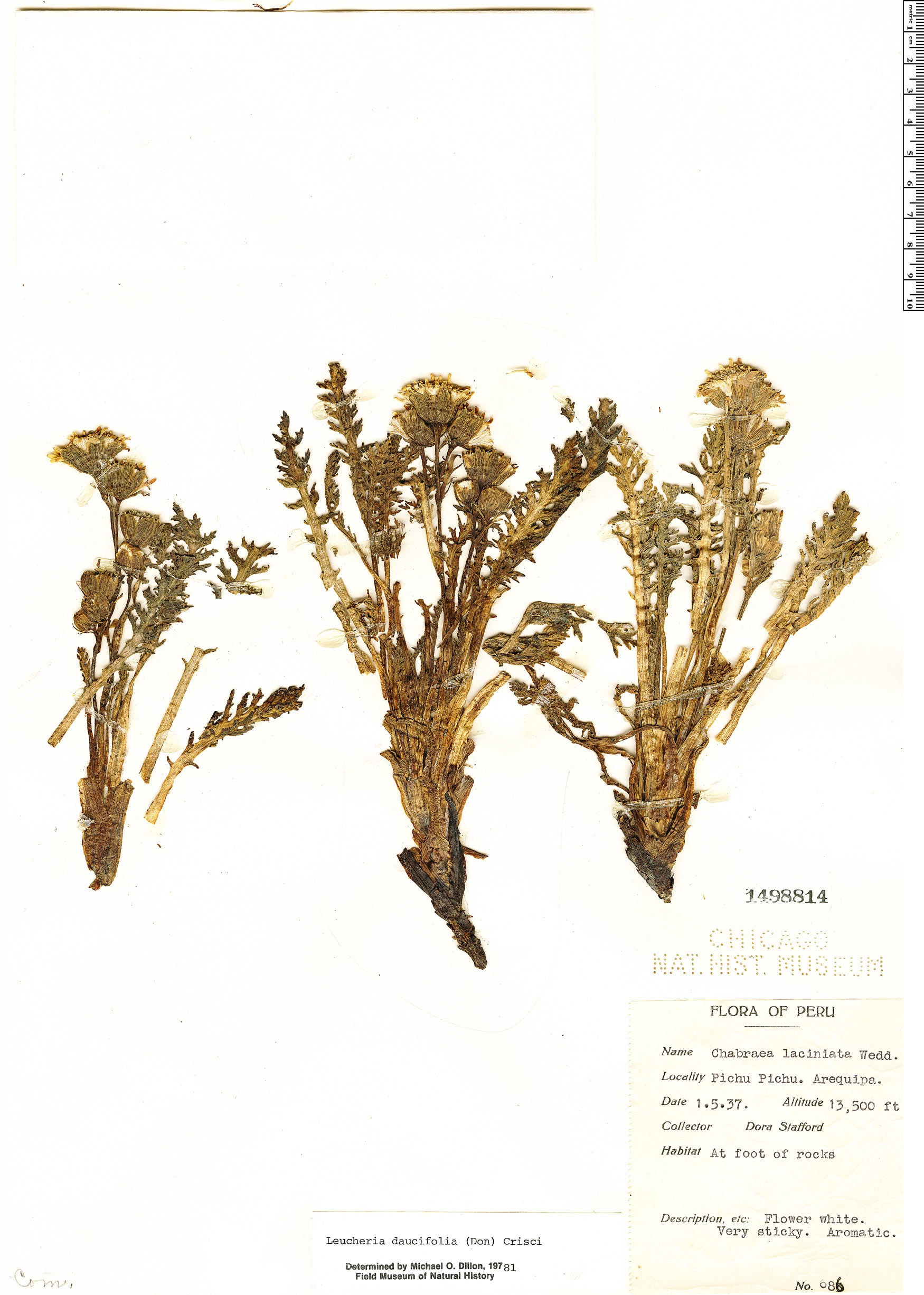 Leucheria daucifolia image