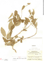 Matelea abbreviata image