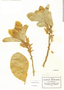 Cupania juglandifolia image