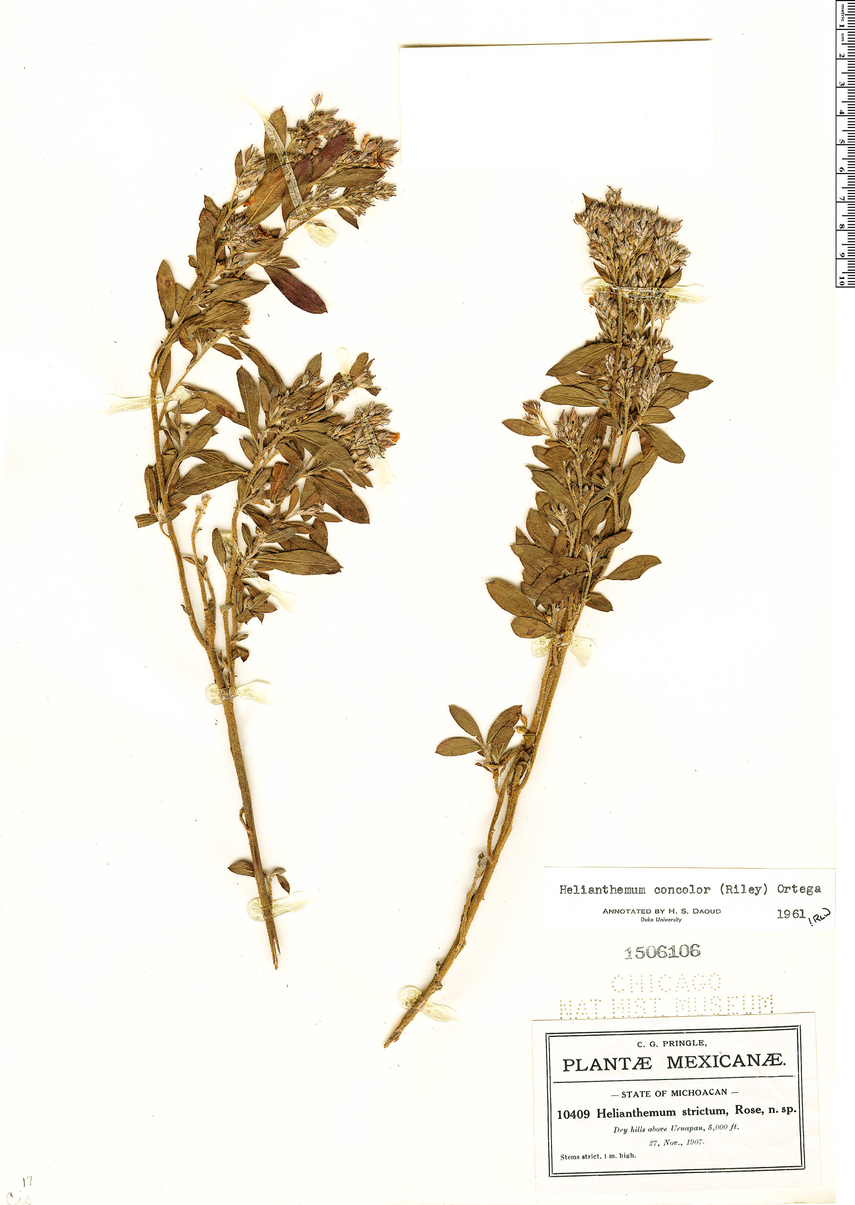 Cistaceae image