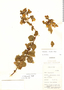 Calceolaria rhacodes image