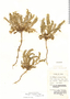 Astragalus arequipensis image