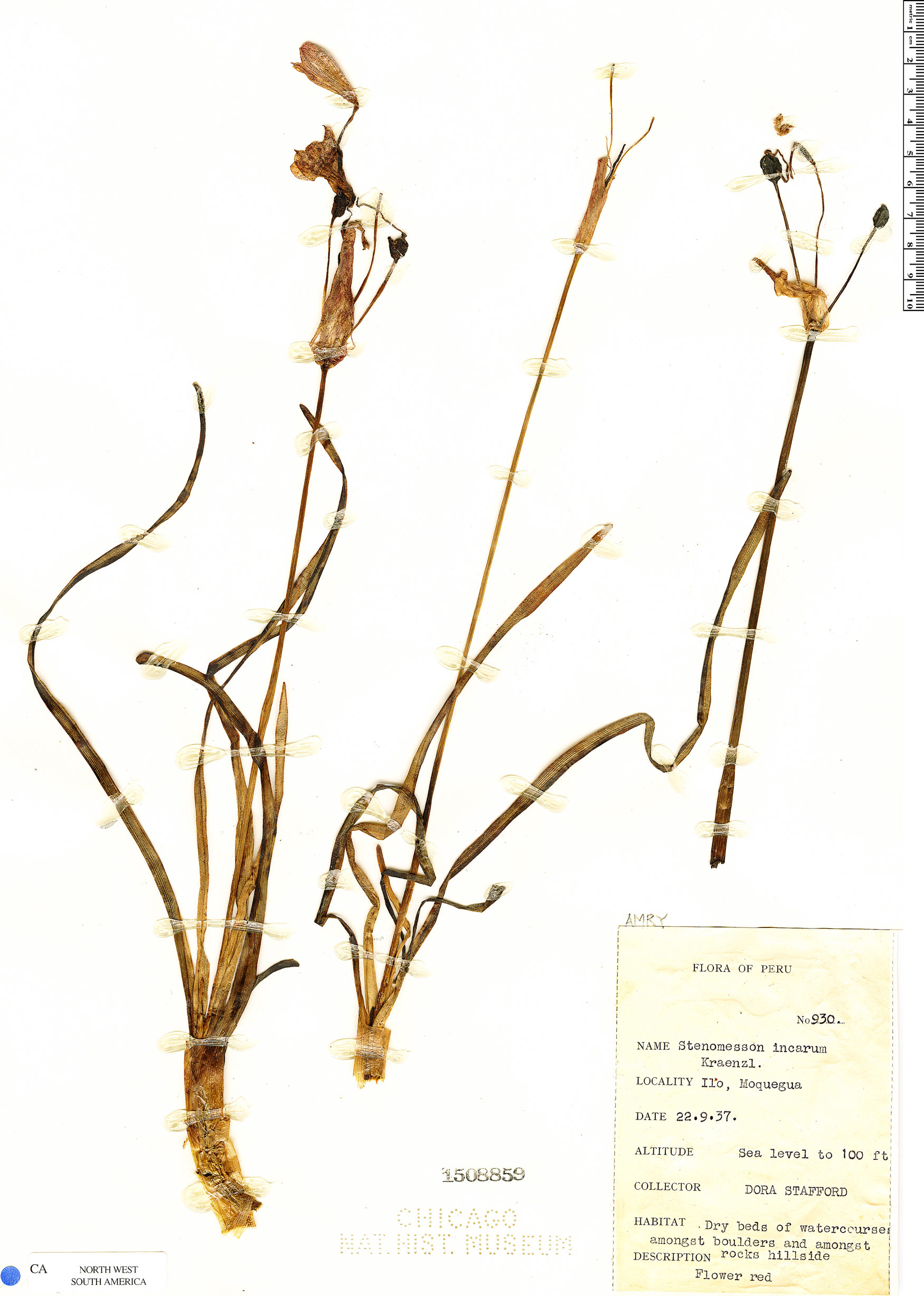 Clinanthus incarum image