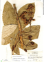 Pourouma bicolor image
