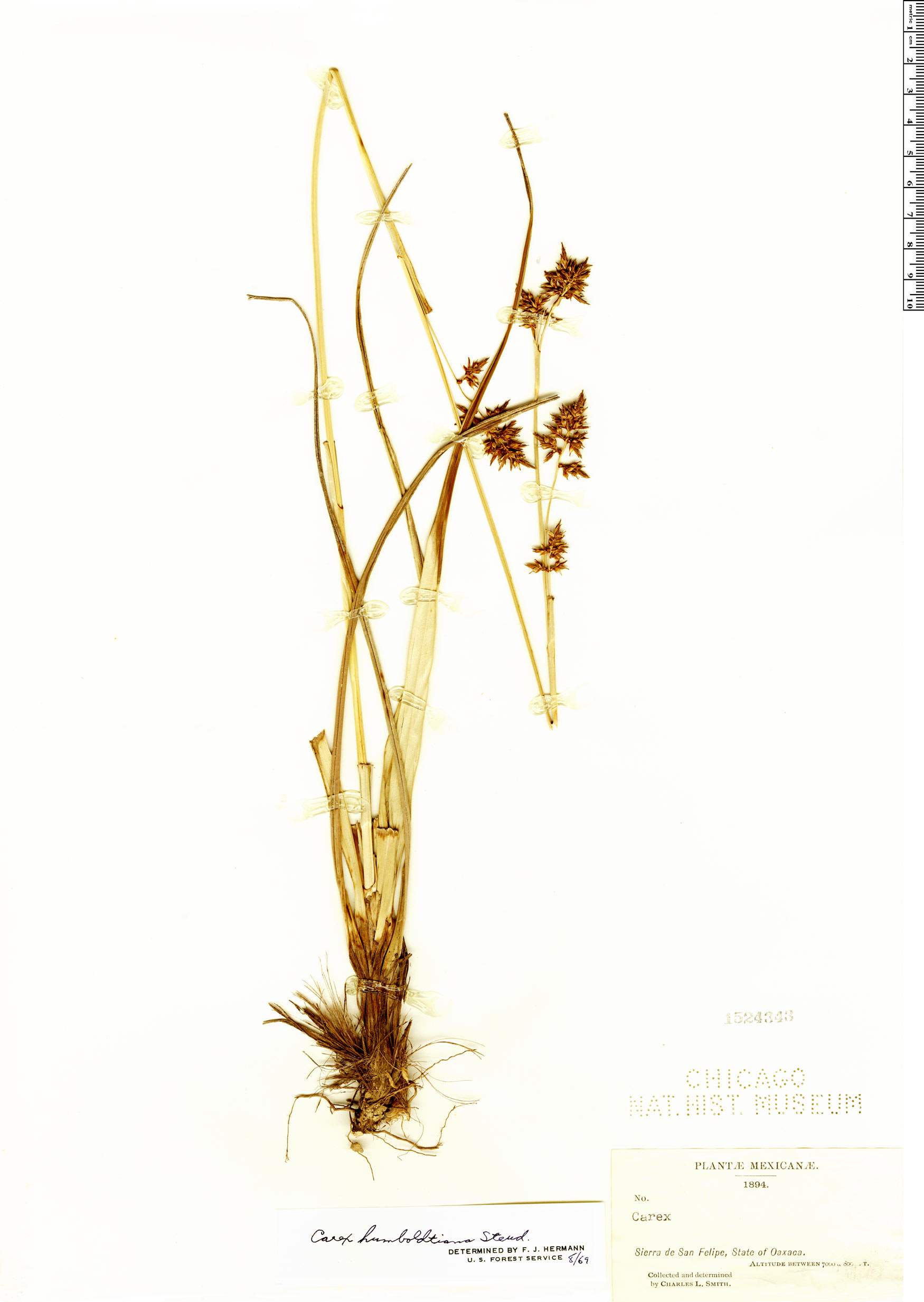 Carex humboldtiana image