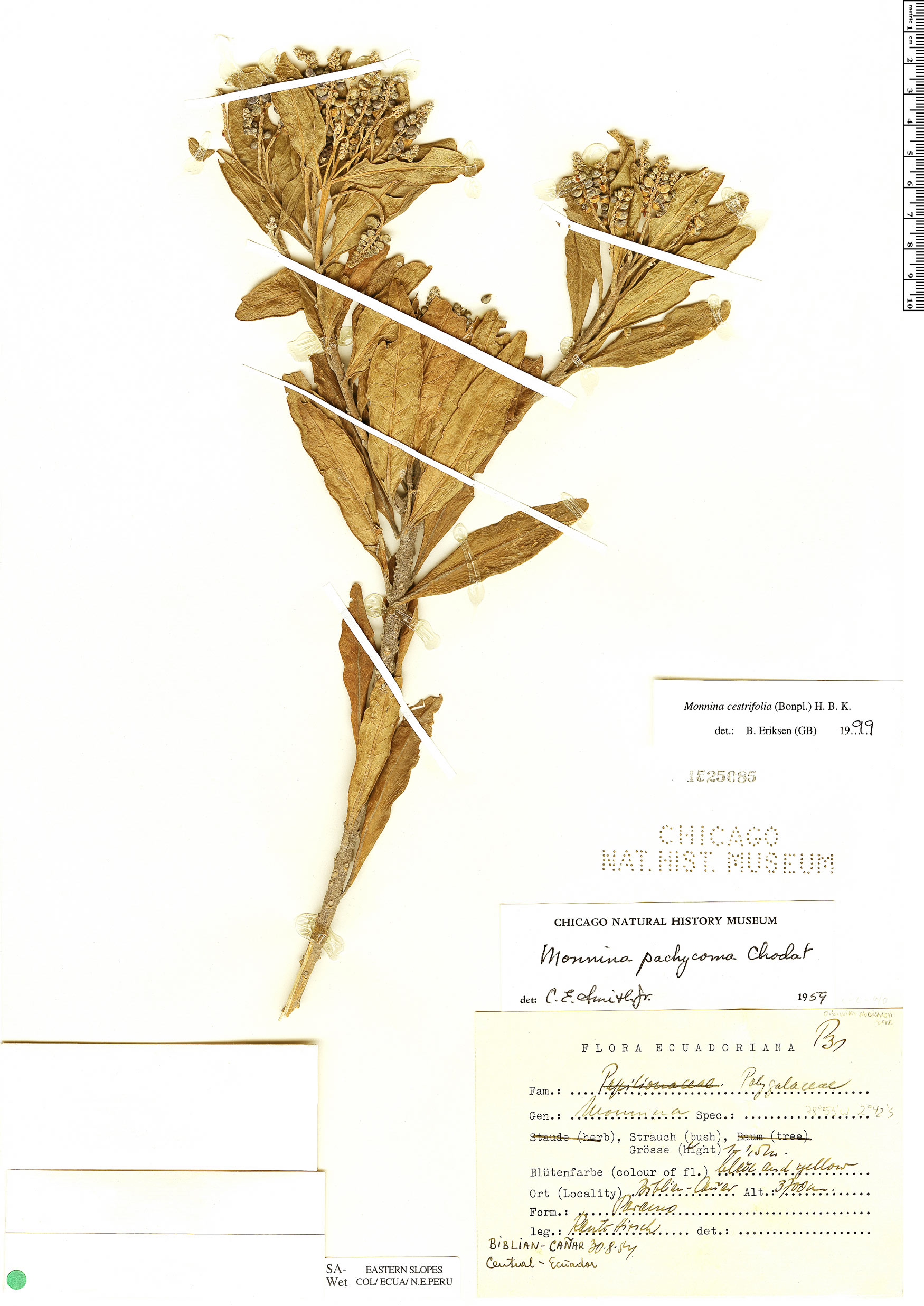 Monnina cestrifolia image
