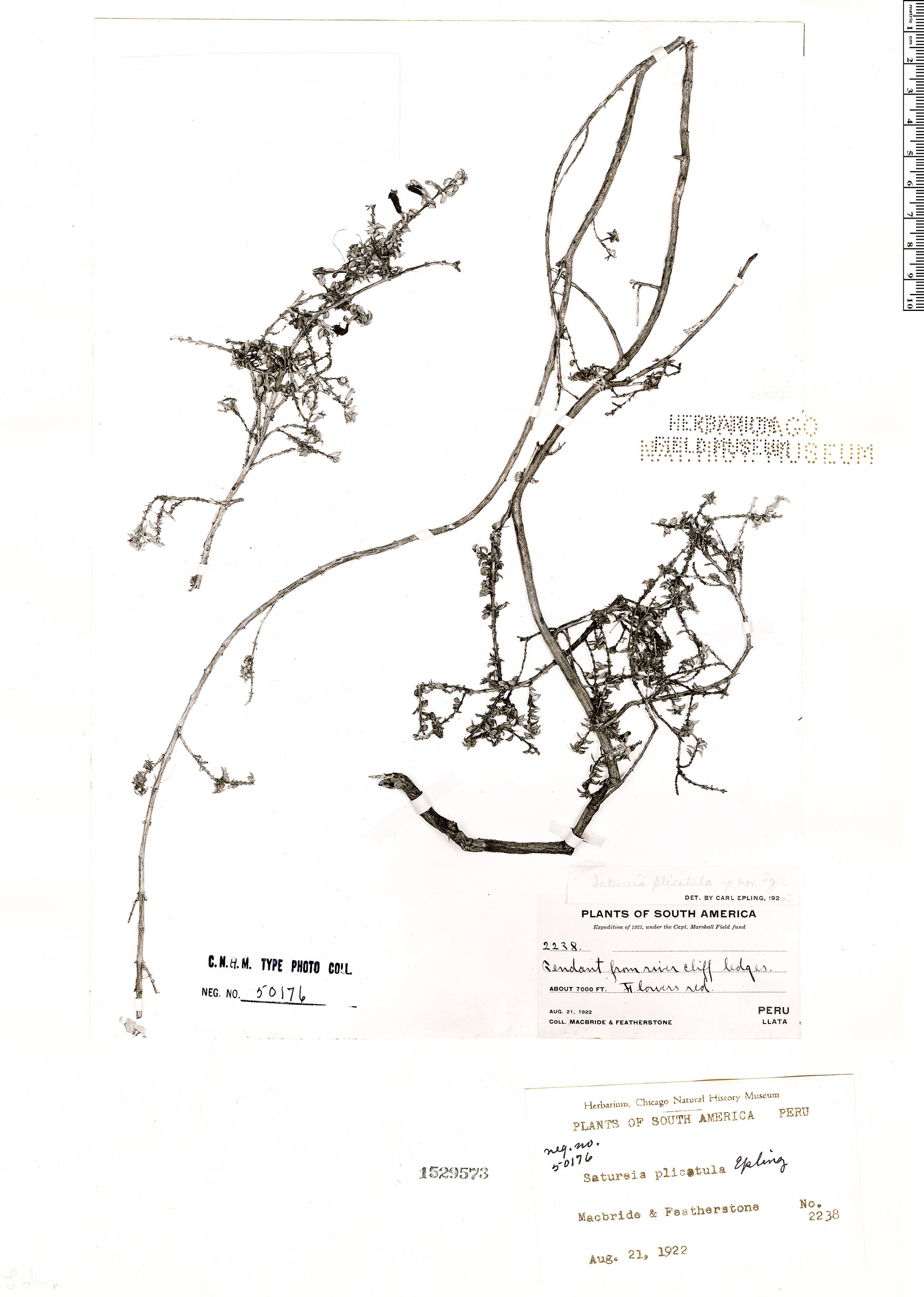 Clinopodium plicatulum image