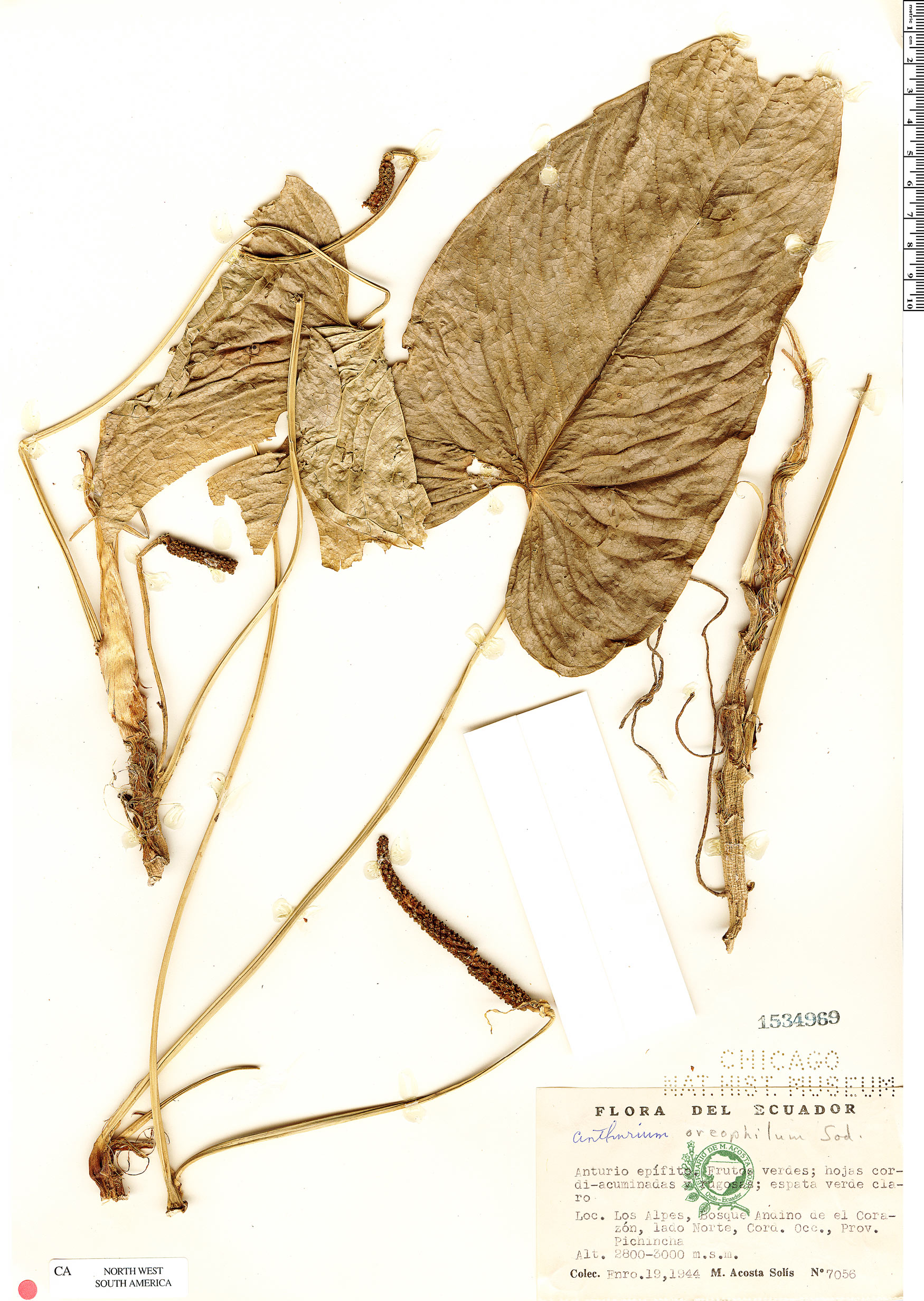 Anthurium oreophilum image