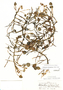 Eichhornia diversifolia image