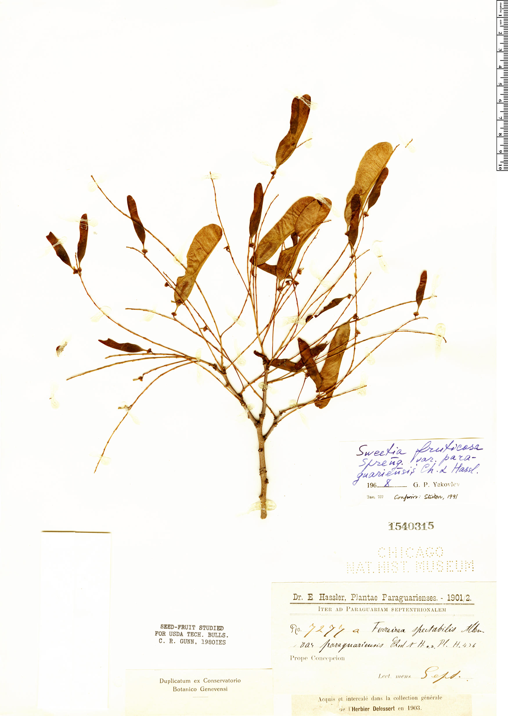 Sweetia fruticosa var. paraguariensis image
