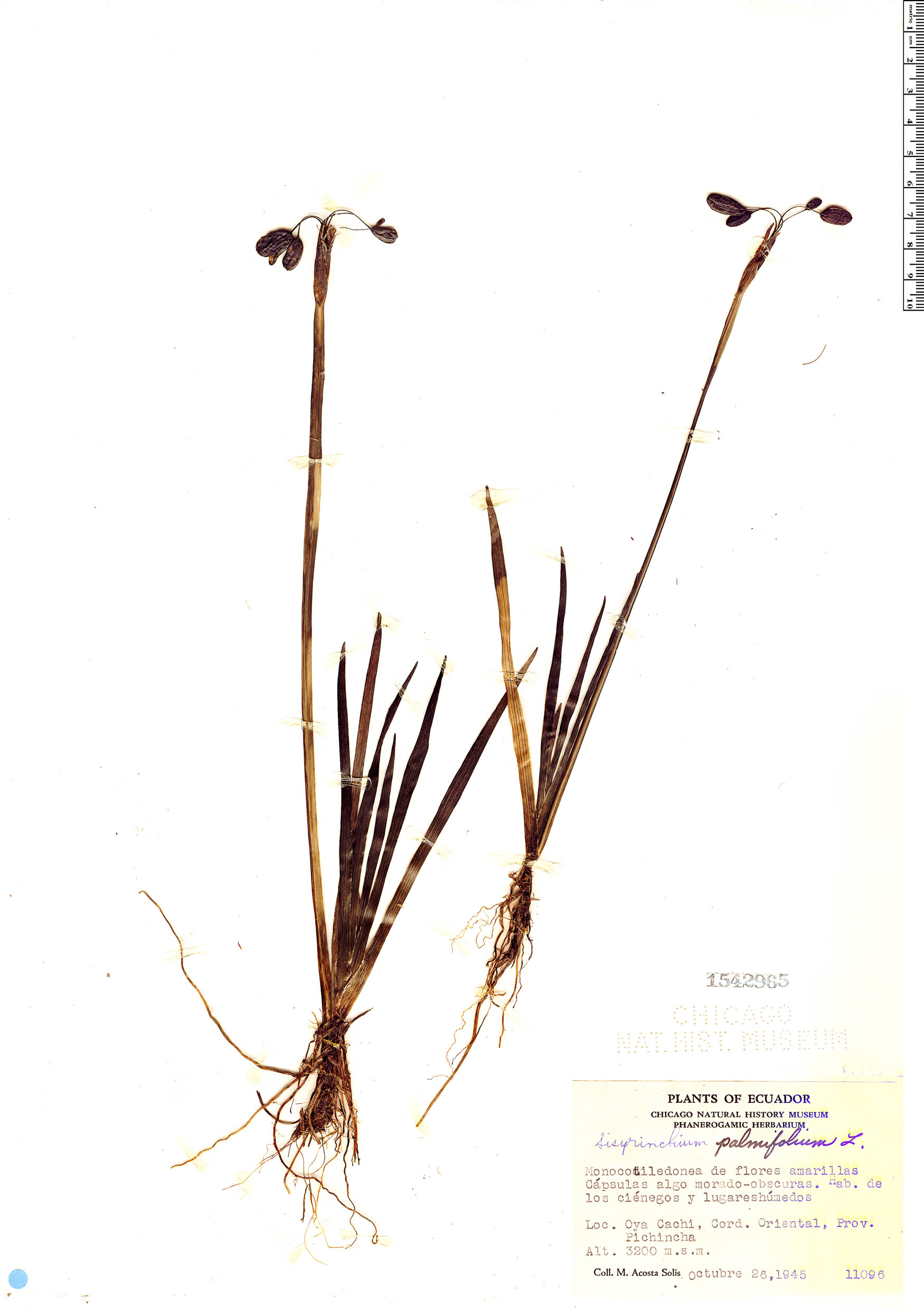 Sisyrinchium palmifolium image