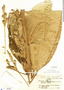 Calathea ischnosiphonoides image