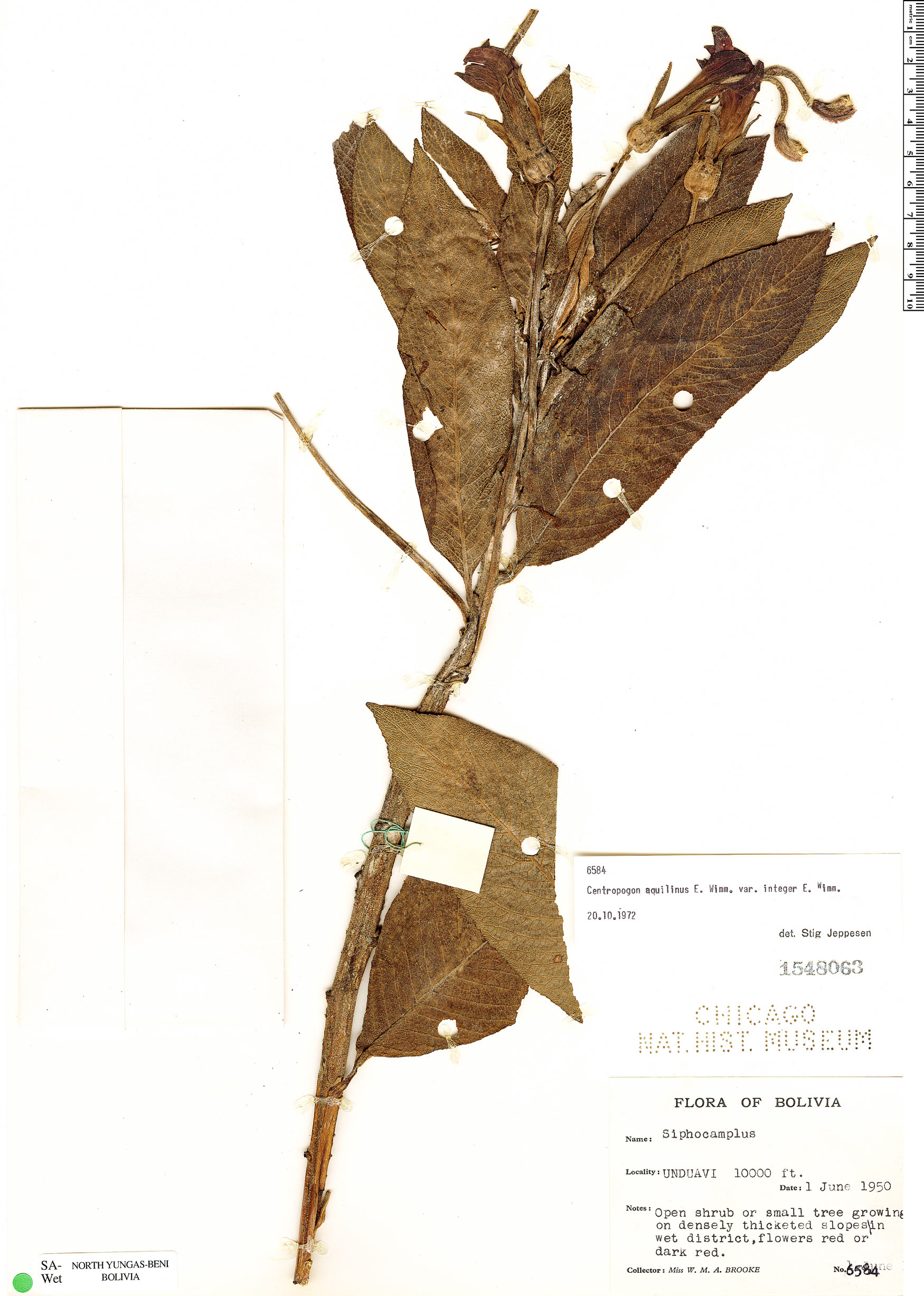 Centropogon aquilinus image