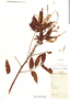 Cardenasiodendron brachypterum image