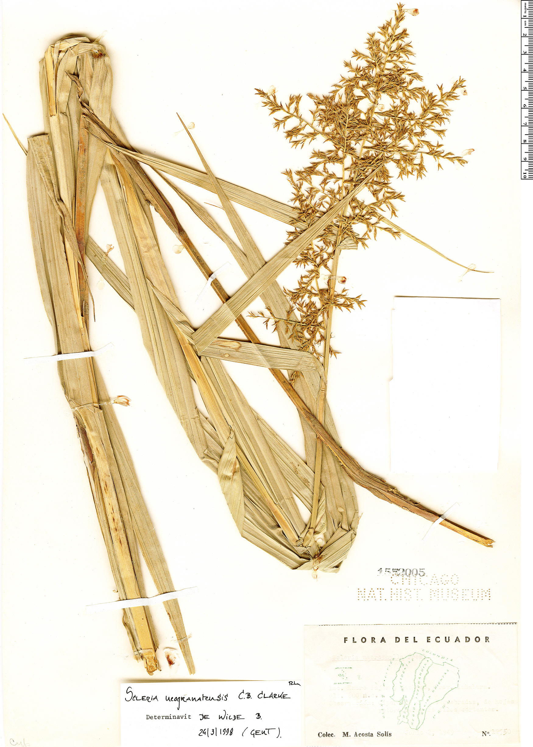 Scleria neogranatensis image