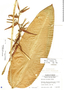 Heliconia schiedeana image