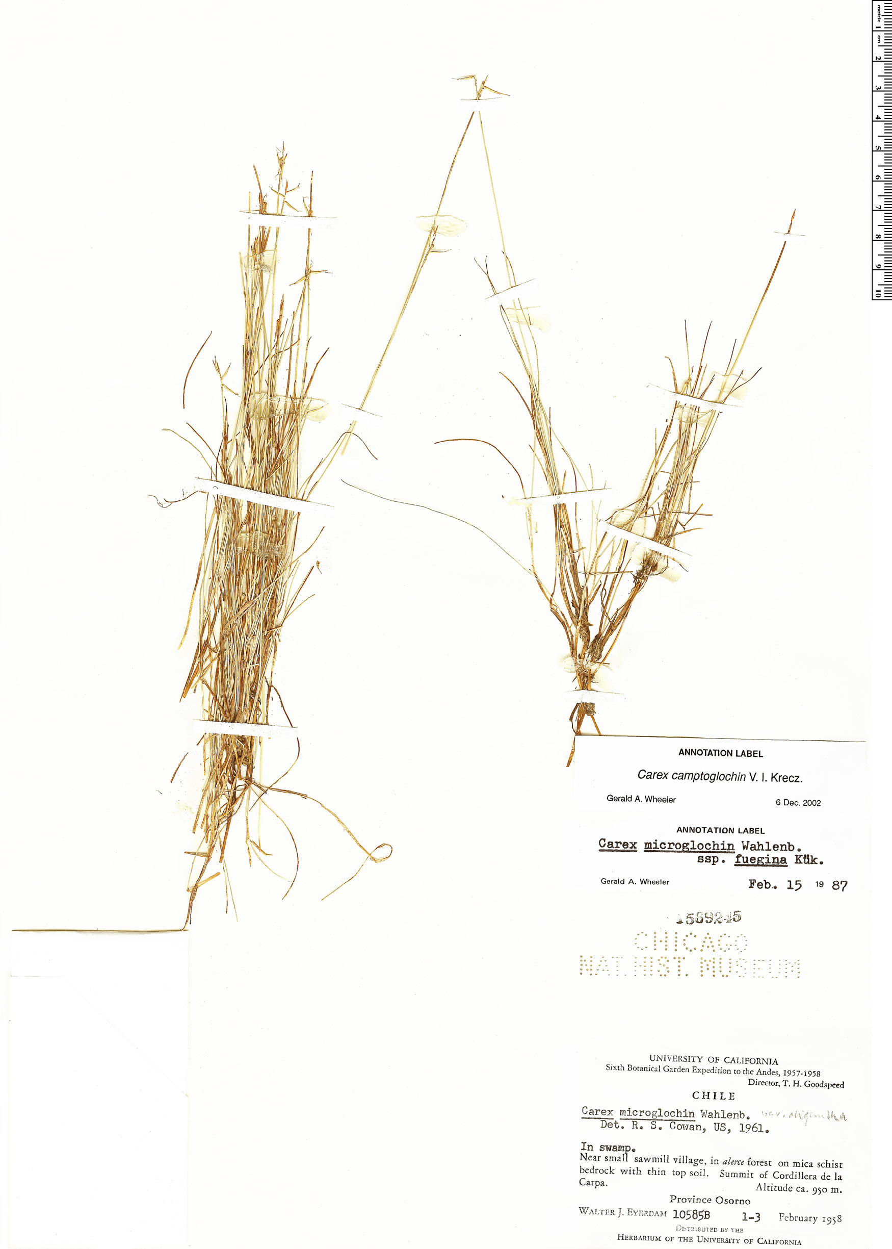 Carex camptoglochin image