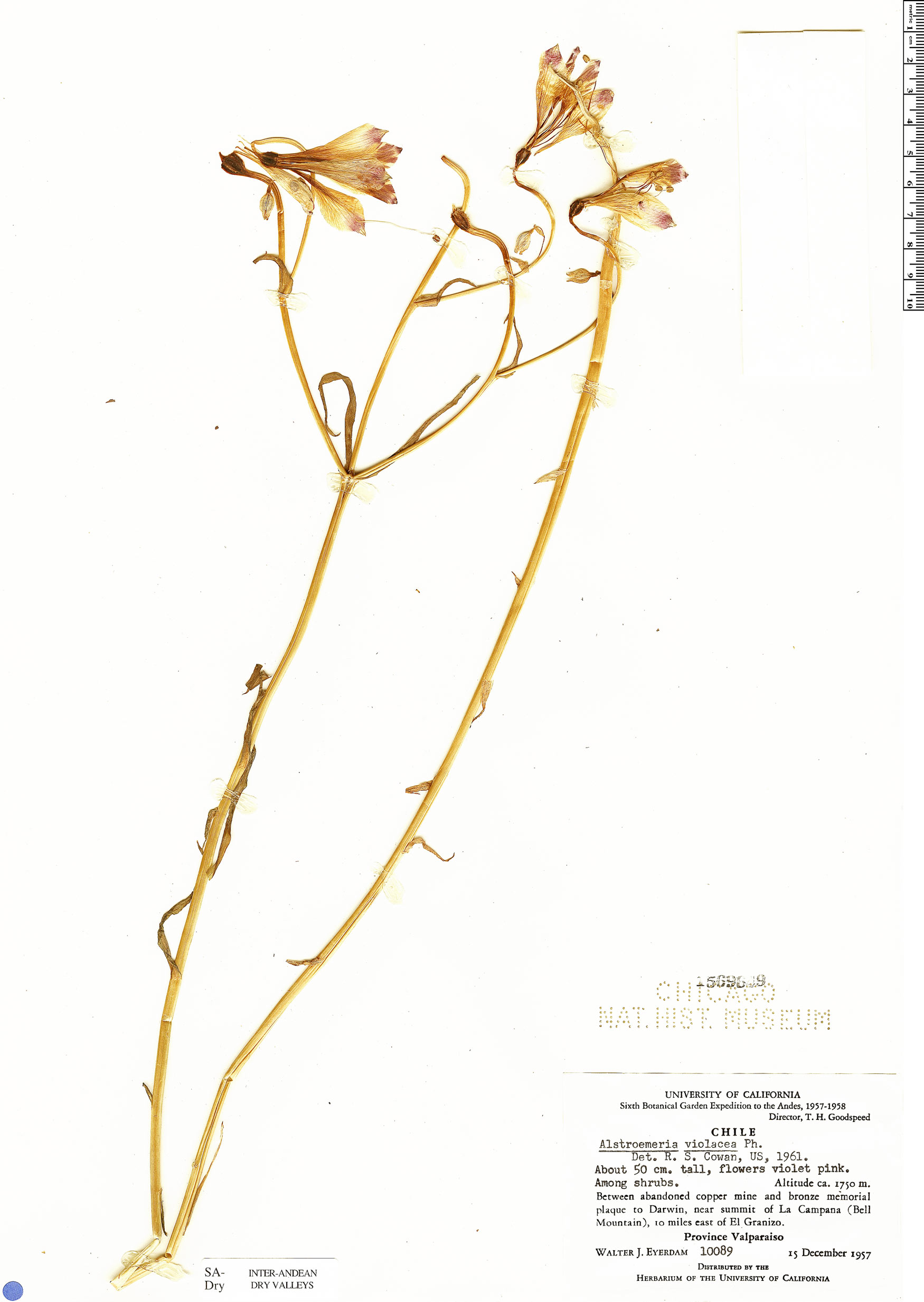 Alstroemeria violacea image