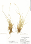 Carex canescens var. robustior image