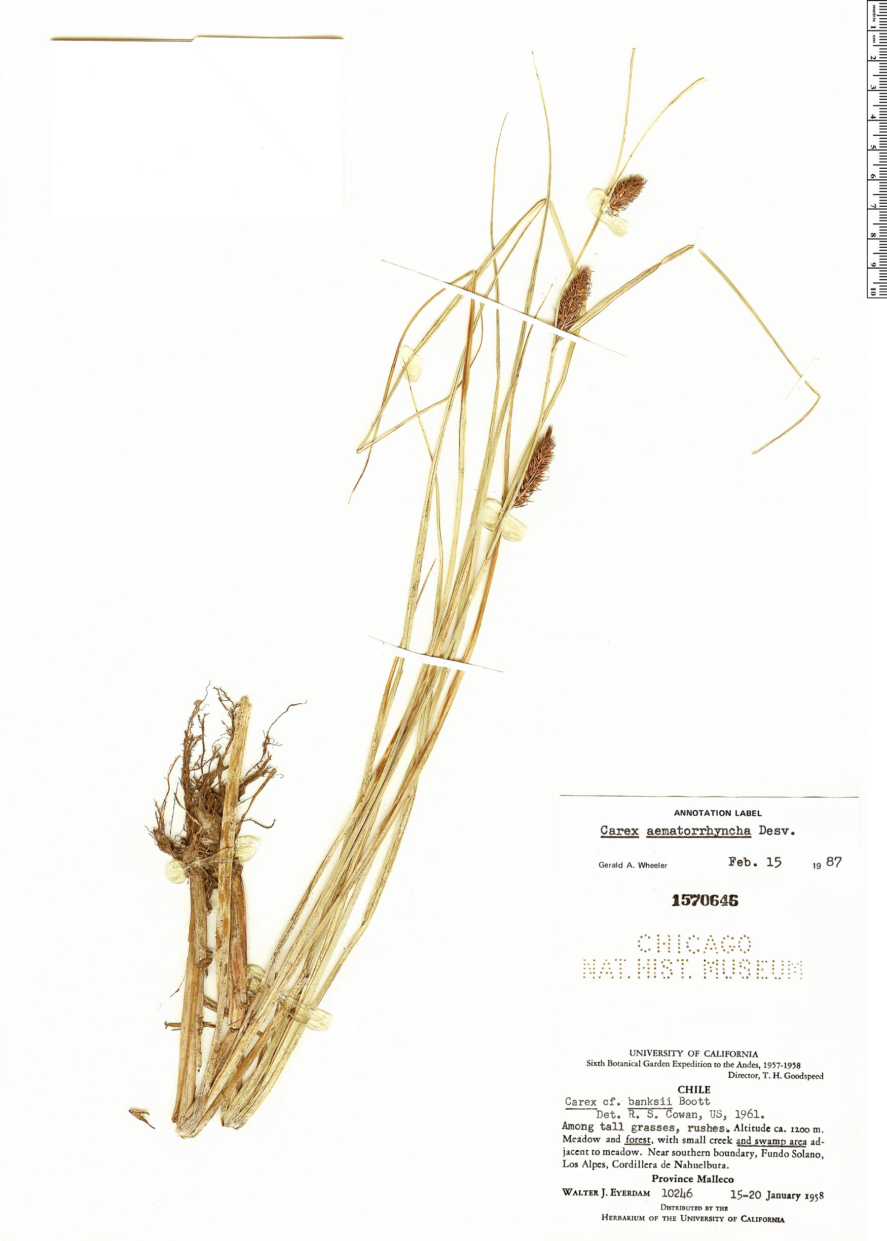 Carex aematorrhyncha image