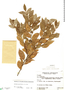 Annona parviflora image